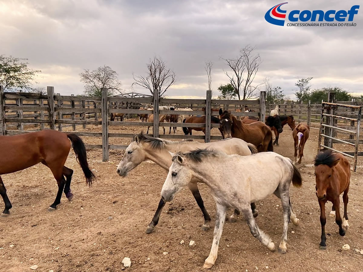 Animais Apreendidos Recebem Cuidados Iniciais Concef