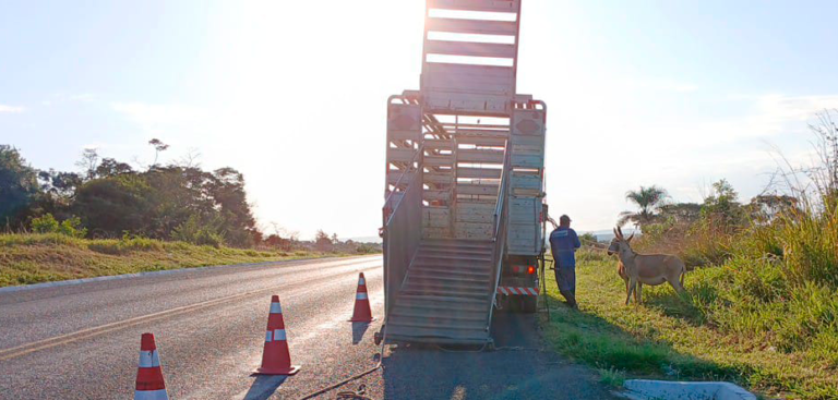 Equipe da CONCEF resgato dois animais que estavam soltos às margens da rodovia