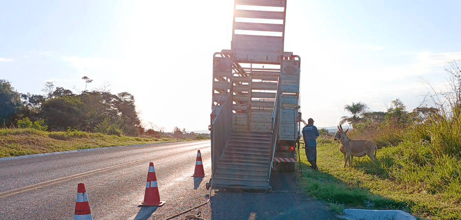 Equipe da CONCEF resgato dois animais que estavam soltos às margens da rodovia